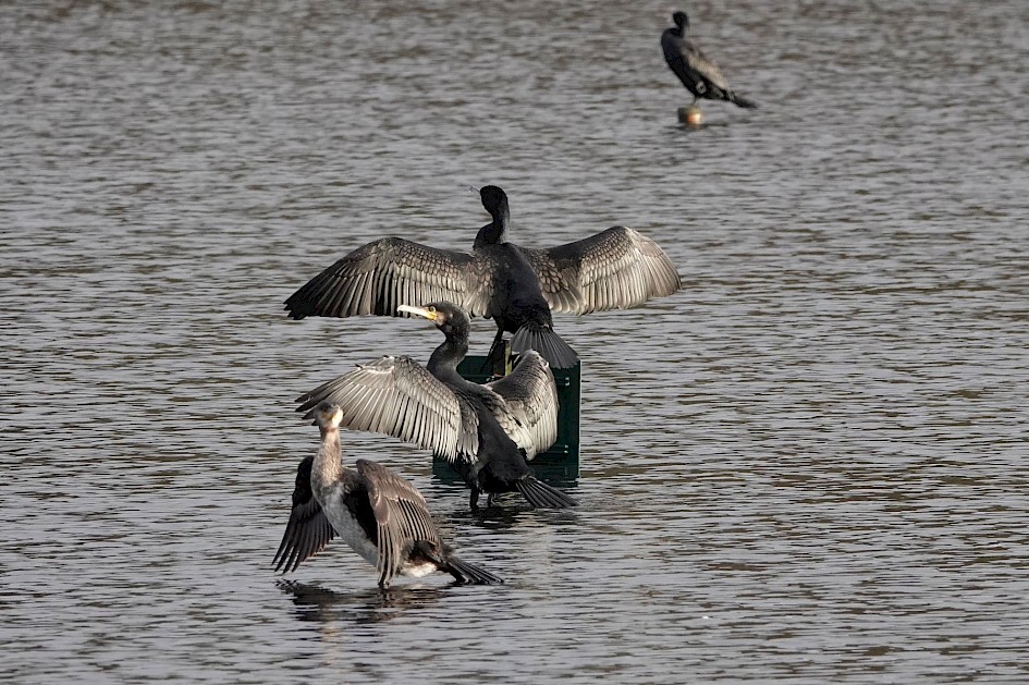 Cormorants, 1/500sec, F5.6, ISO 800, 220mm