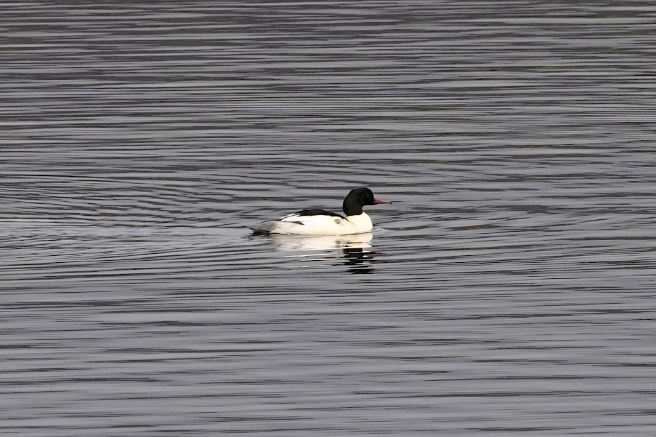 Goosander, 1/500sec, F5.6, ISO400 220mm