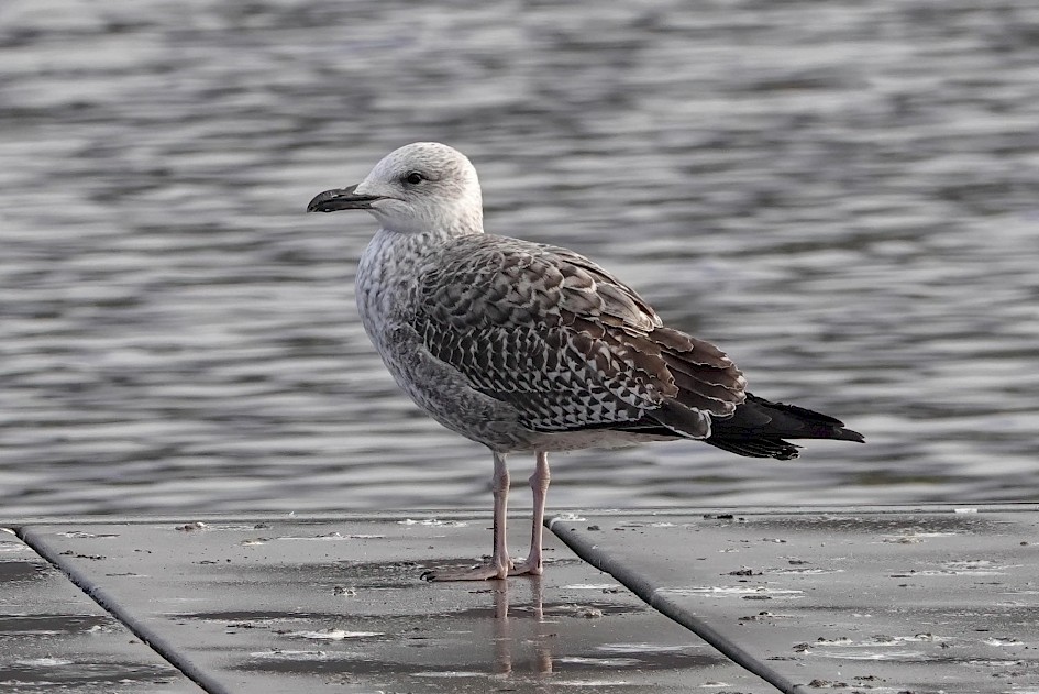 Herring Gull 1st Cycle, 1/500sec, F5.6, ISO 250, 220mm