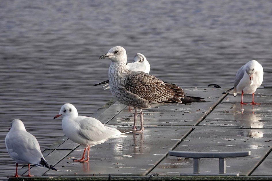 Herring Gull 1st Cycle, 1/500sec, F5.6, ISO 250, 220mm
