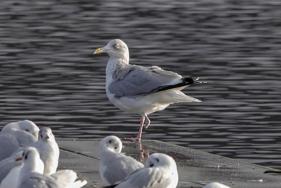 Herring Gull adult, 1/500sec, F5.6, ISO 200, 220mm