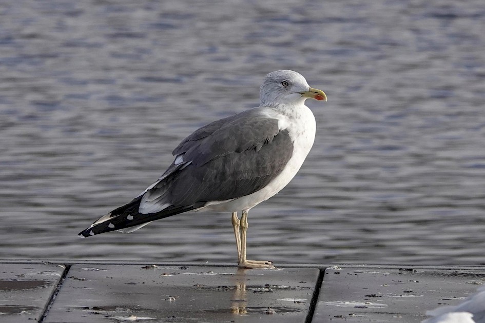 Lesser Black-back adult, 1/500sec, F5.6, ISO 200, 220mm