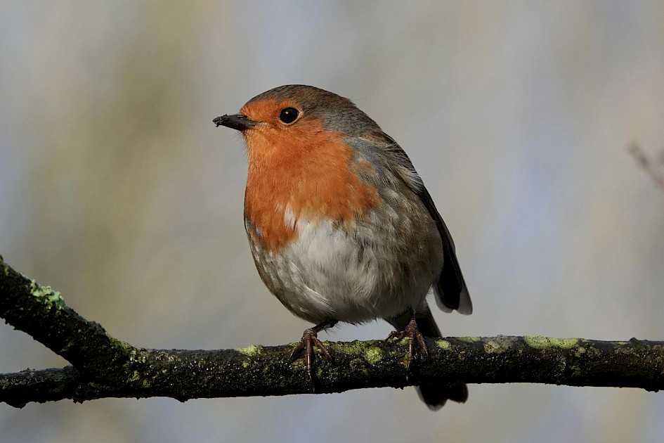 Robin, 1/500sec, F5.6, ISO400 205mm