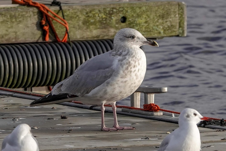 Herring Gull 3rd? cycle: 1/500 sec F5.6, ISO 200, 220mm