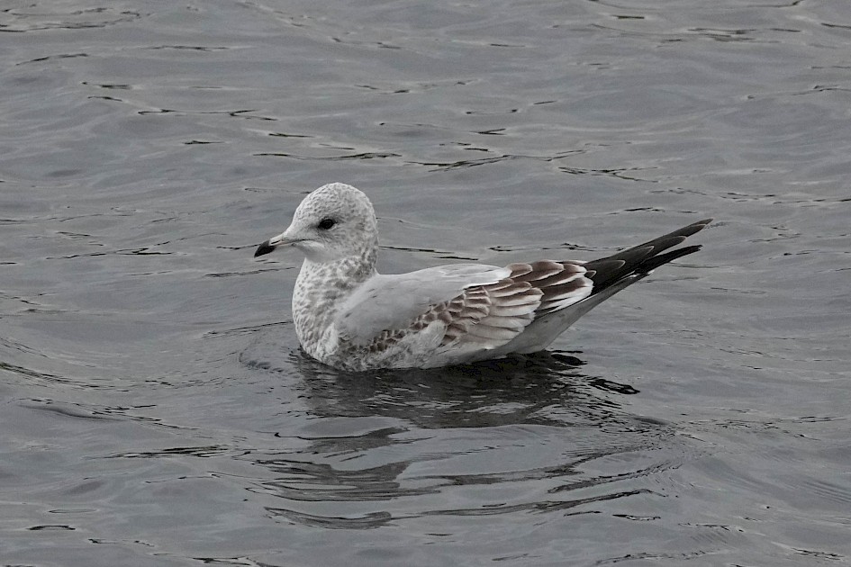 Common Gull, 1/500sec F5.6, ISO 1250, 220mm
