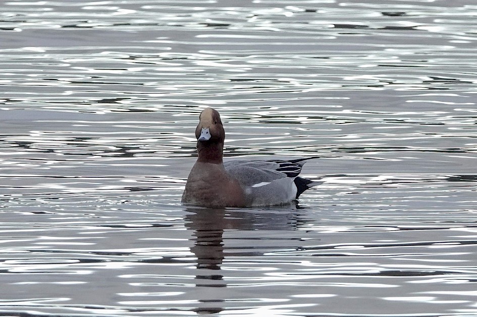 Wigeon, 1/500sec F5.6, ISO 1250, 220mm