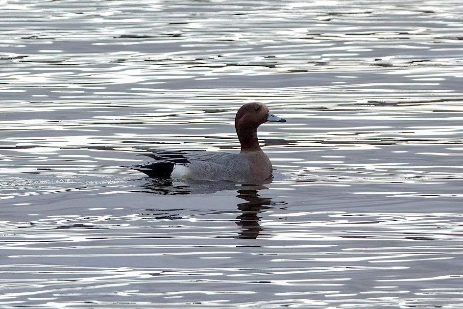 Wigeon, 1/500sec F5.6, ISO 1000, 220mm
