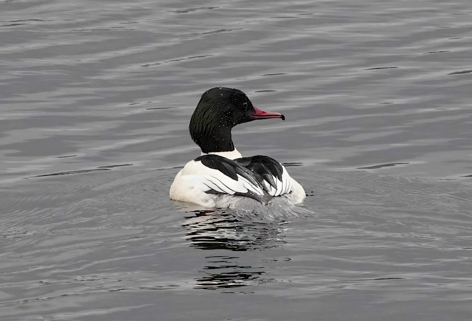 Goosander, 1/500 sec, F5.6, ISO 800, 196mm
