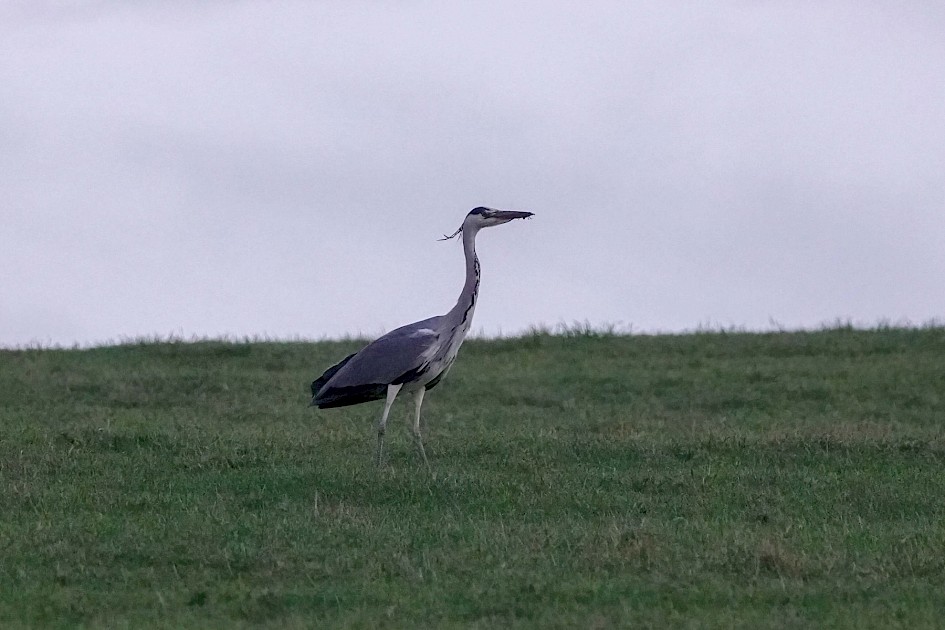 Grey Heron, 1/500 sec, F5.6, ISO 2500, 220mm