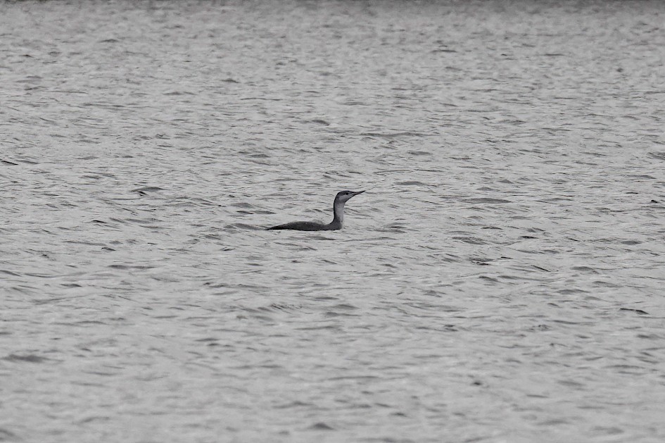 Red-throated Diver, 1/500 sec, F5.6, ISO 800, 220mm