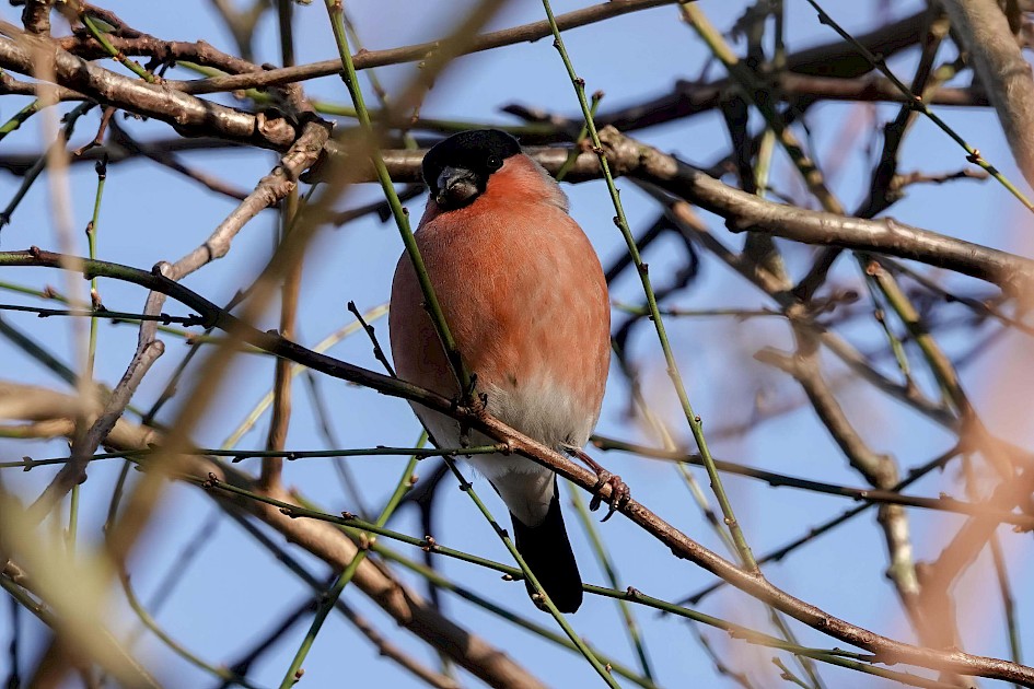 Bullfinch, 1/500 sec, F5.6, ISO 320, 220mm