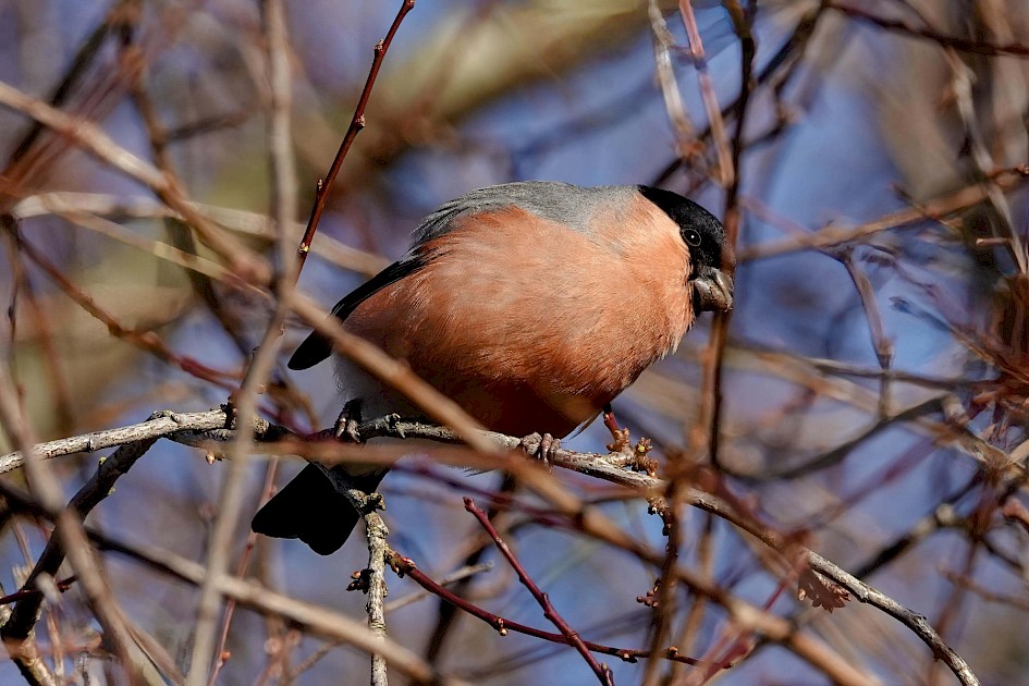 Bullfinch, 1/500 sec, F5.6, ISO 200, 220mm