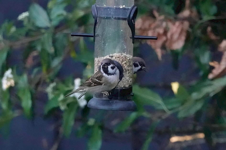 Tree Sparrows, 1/500 sec, F5.6, ISO 5000, 220mm
