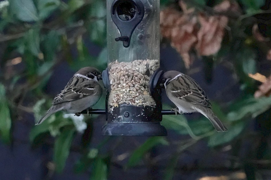 Tree Sparrows, 1/500 sec, F5.6, ISO 4000, 220mm