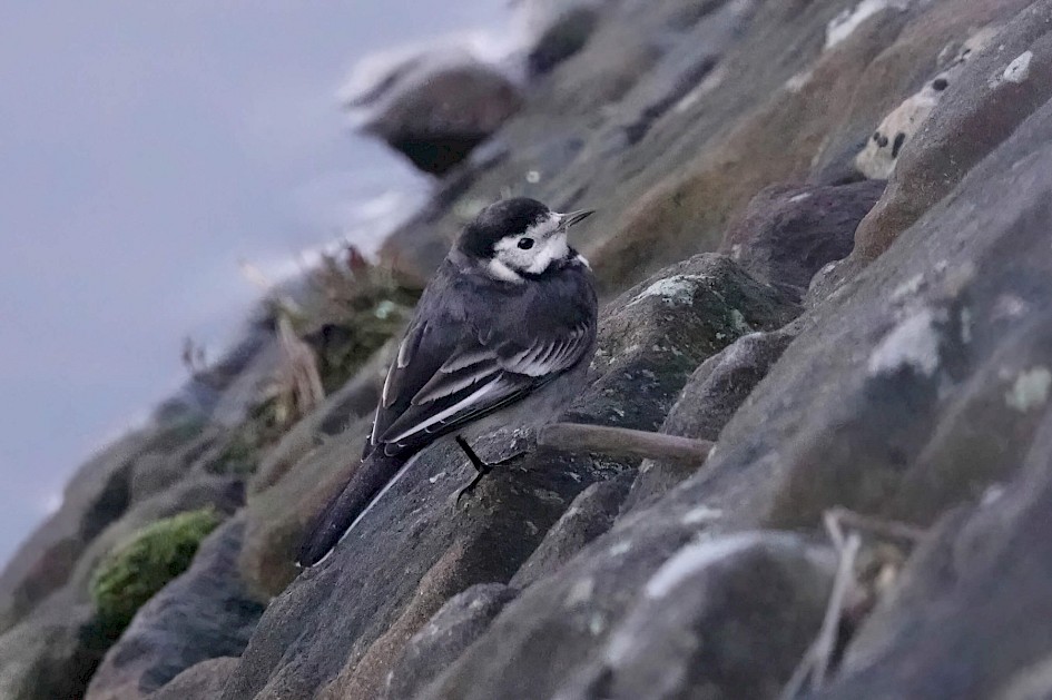 Pied Wagtail, 1/400 sec, F5.6, ISO 6400, 220mm