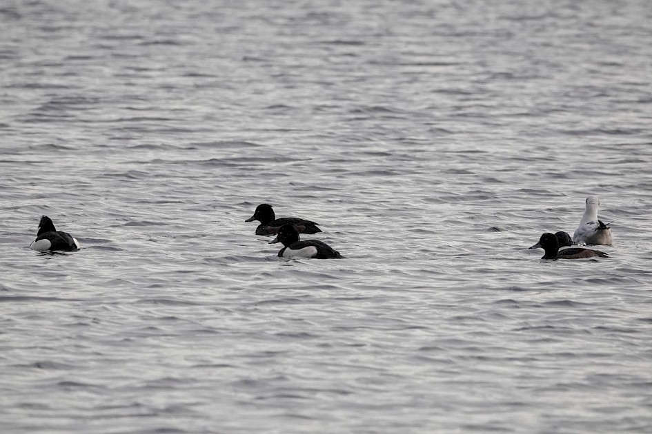 Tufted Ducks, 1/500 sec at F5.6, ISO 800 220mm.