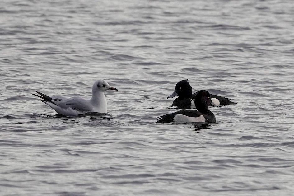 Tufted Ducks, 1/500 sec at F5.6, ISO 800 220mm.