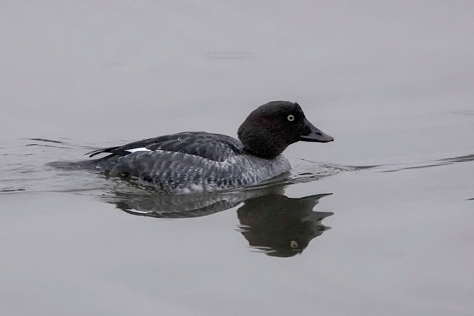 Goldeneye, 1/500sec at f5.6, ISO 6400, 220mm