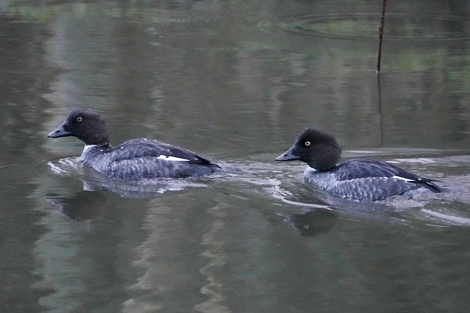Goldeneyes, 1/400sec at f5.6, ISO 6400, 220mm
