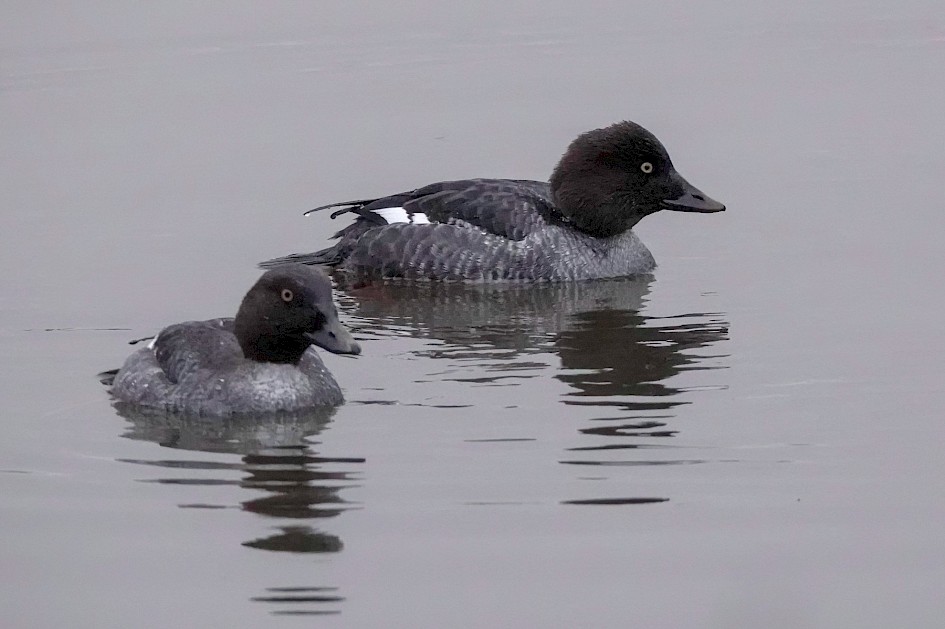 Goldeneyes, 1/400sec at f5.6, ISO 6400, 220mm