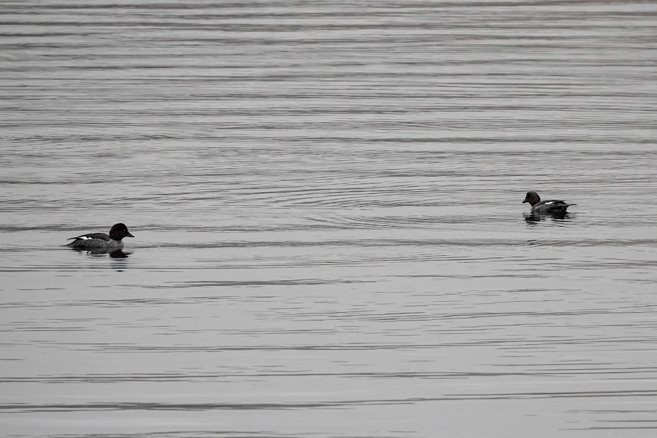 Goldeneye, 1/500sec f5.6, ISO 1000, 220mm