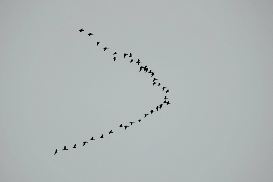 Pinkfeet, 1/500sec f5.6, ISO 160, 220mm