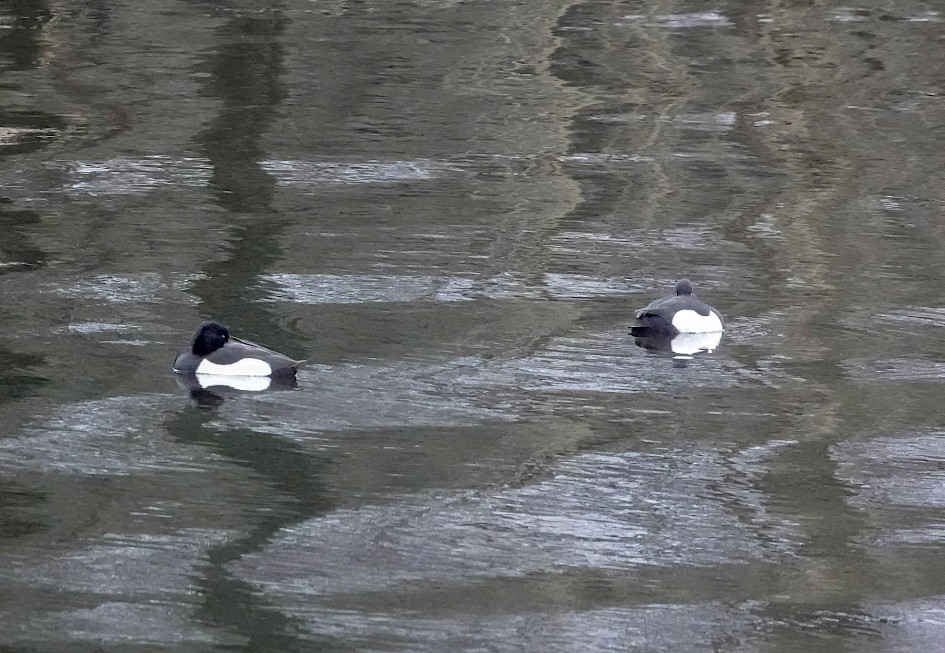Tufted Ducks, 1/500sec f5.6, ISO 5000, 220mm