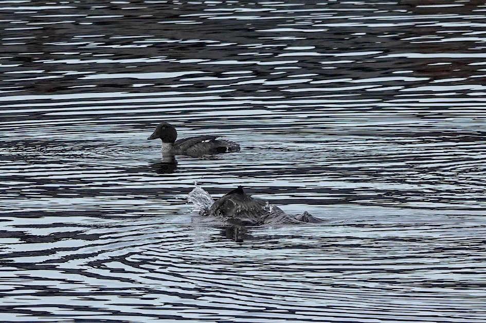 Goldeneye, 1/500sec f5.6, ISO320, 220mm