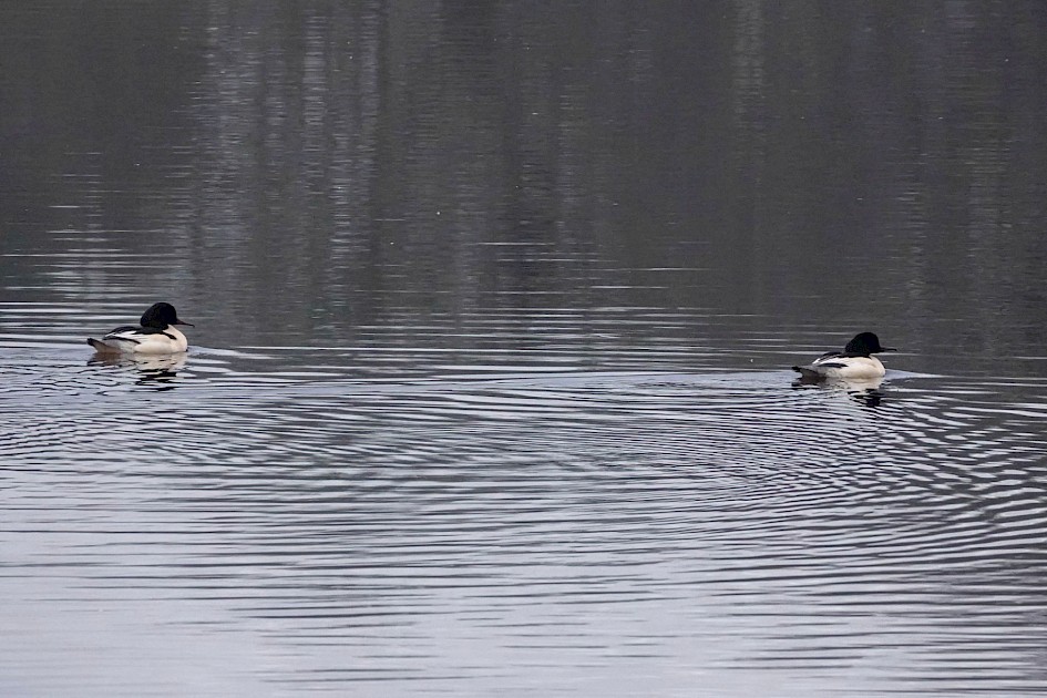 Goosanders, 1/500sec f5.6, ISO2500, 220mm