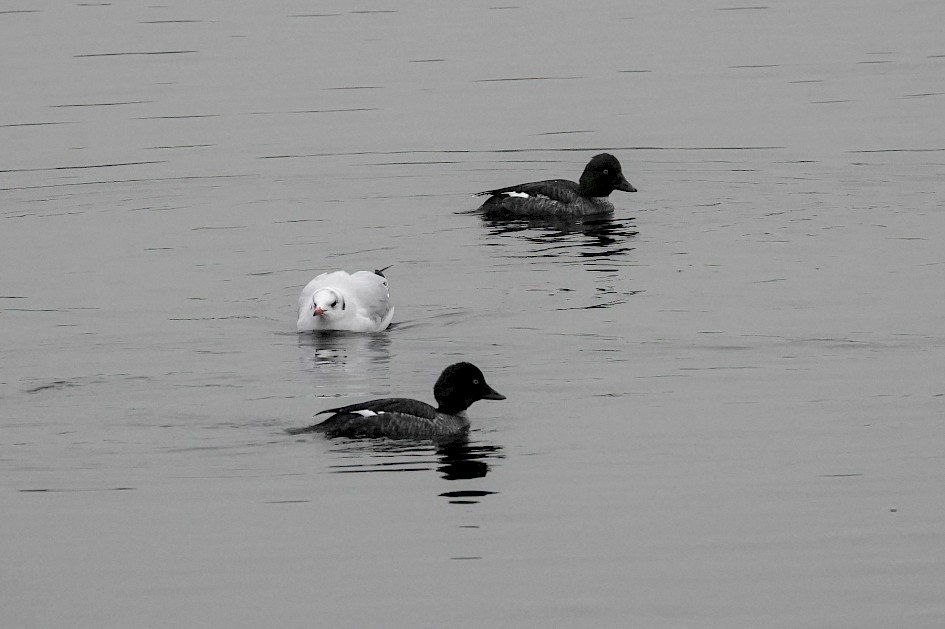 Goldeneye, 1/500sec, f5.6, ISO 2000, 220mm