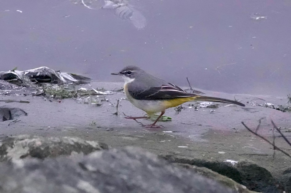 Grey Wagtail, 1/160sec, f5.6, ISO 6400, 220mm