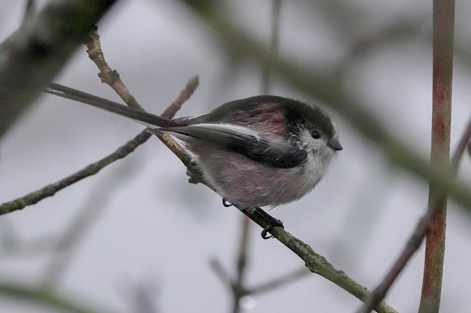 Long-tailed Tit, 1/250sec, f5.6, ISO 6400, 220mm