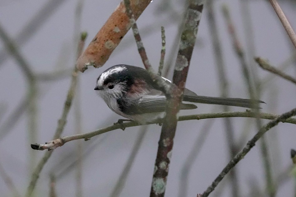 Long-tailed Tit, 1/160sec, f5.6, ISO 6400, 220mm