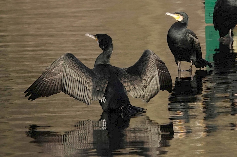 Cormorants, 1/500 sec. f/5.6, ISO 500, 220 mm