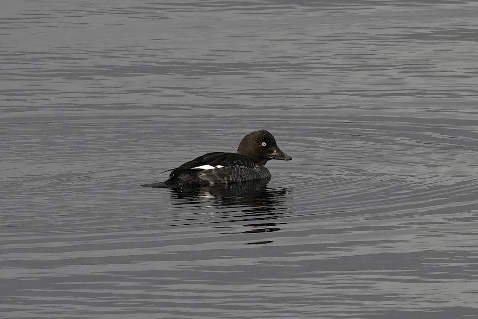 Goldeneye, 1/500 sec. f/5.6, ISO 320, 220 mm