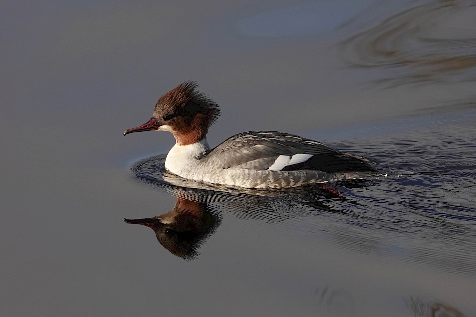 f. Goosander, 1/500 sec, f5.6, ISO 160, 220mm