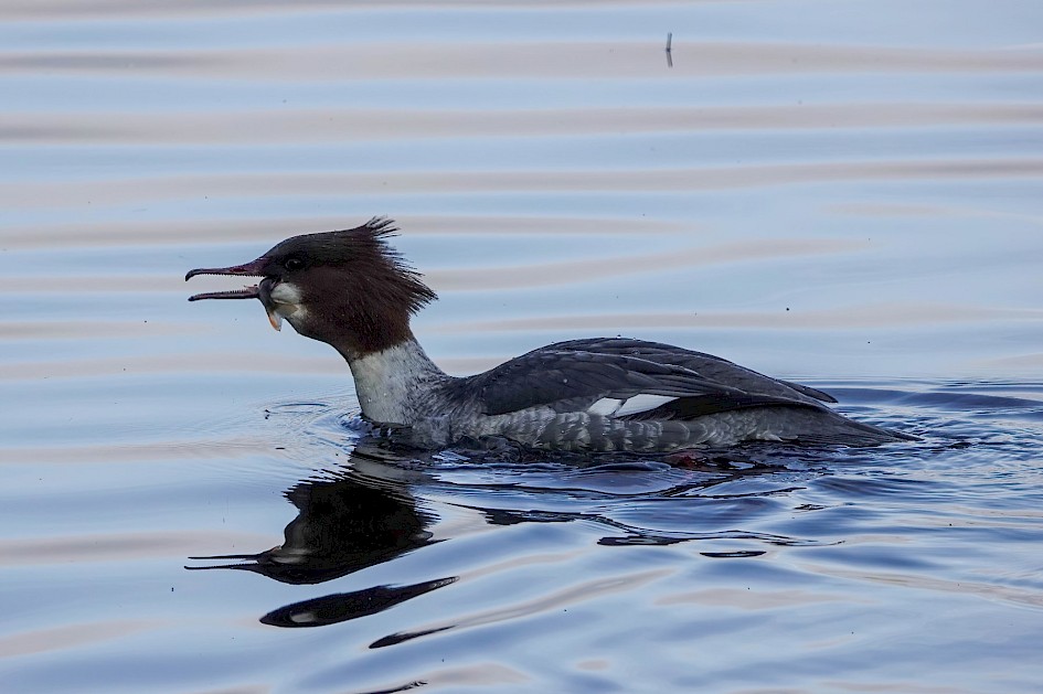 f. Goosander, 1/500 sec, f5.6, ISO 160, 220mm