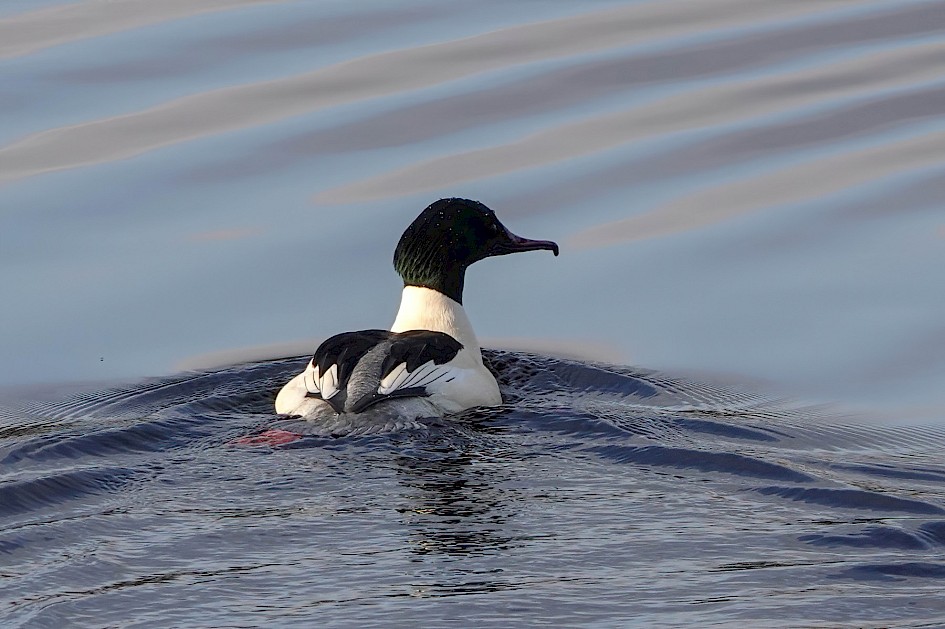 m. Goosander, 1/500 sec, f5.6, ISO 160, 220mm