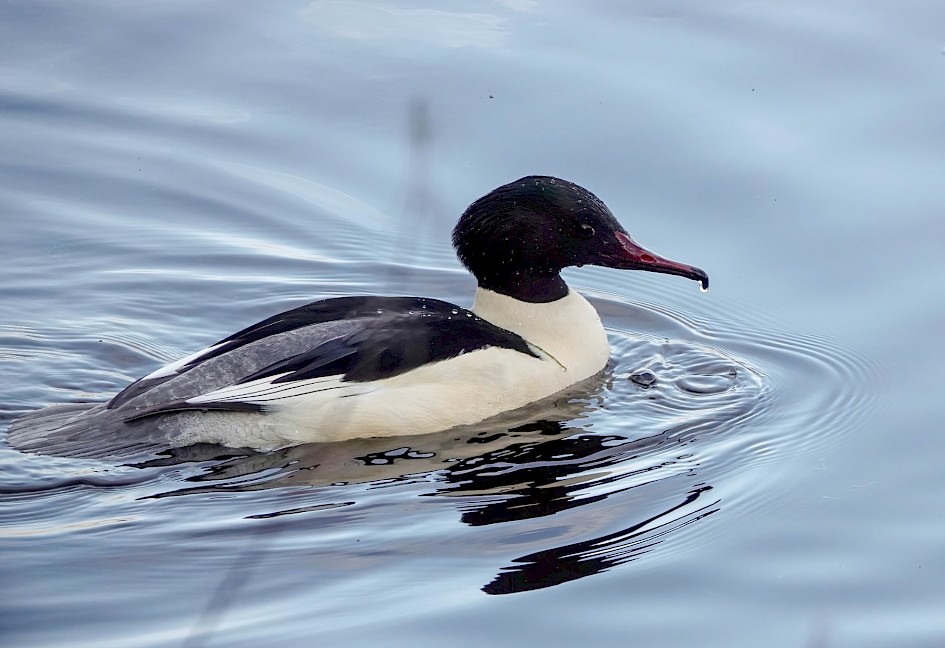 m. Goosander, 1/500 sec, f5.6, ISO 800, 220mm