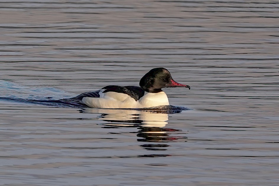 m. Goosander, 1/500 sec, f5.6, ISO 160, 220mm