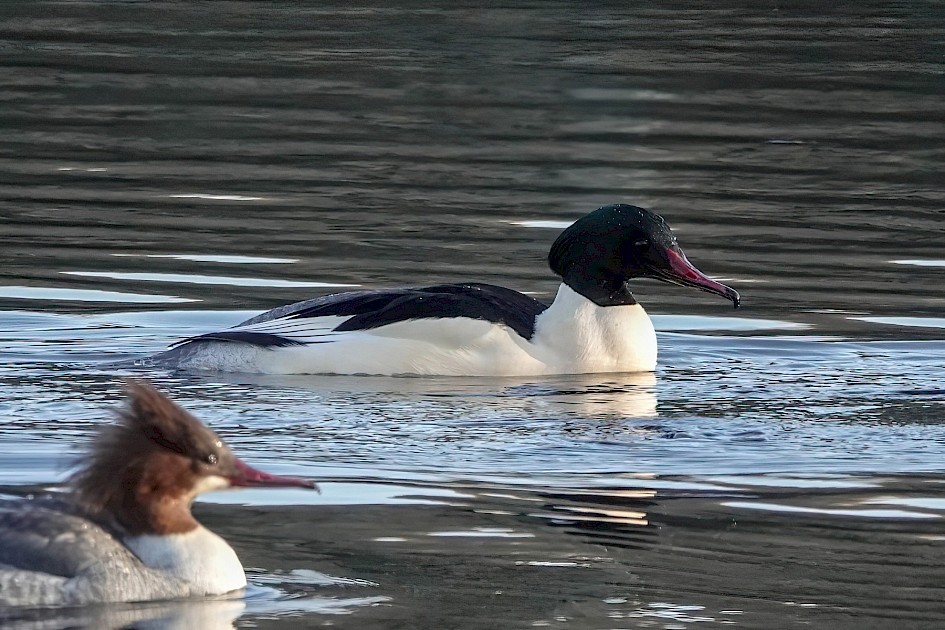 m. Goosander, 1/500 sec, f5.6, ISO 640, 220mm