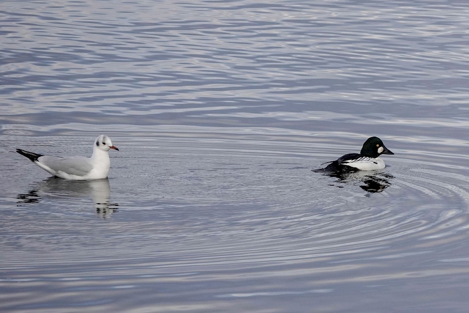 Goldeneye, 1/500 sec. f/5.6, ISO 320, 220 mm.