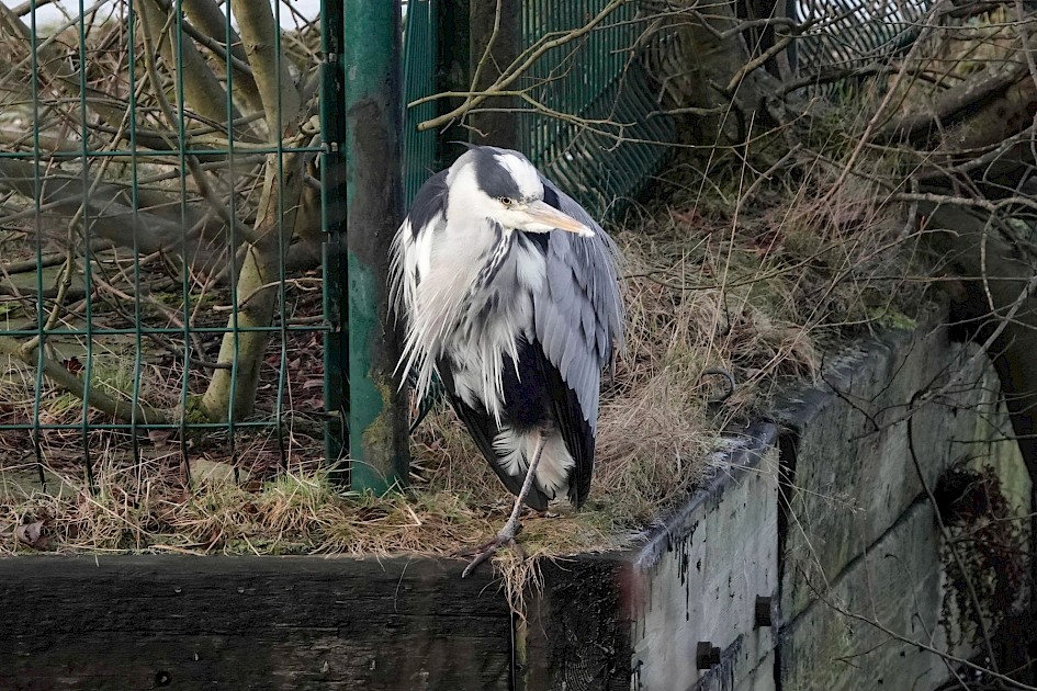 Grey Heron, 1/500 sec. f/5.6, ISO 1000, 220 mm.