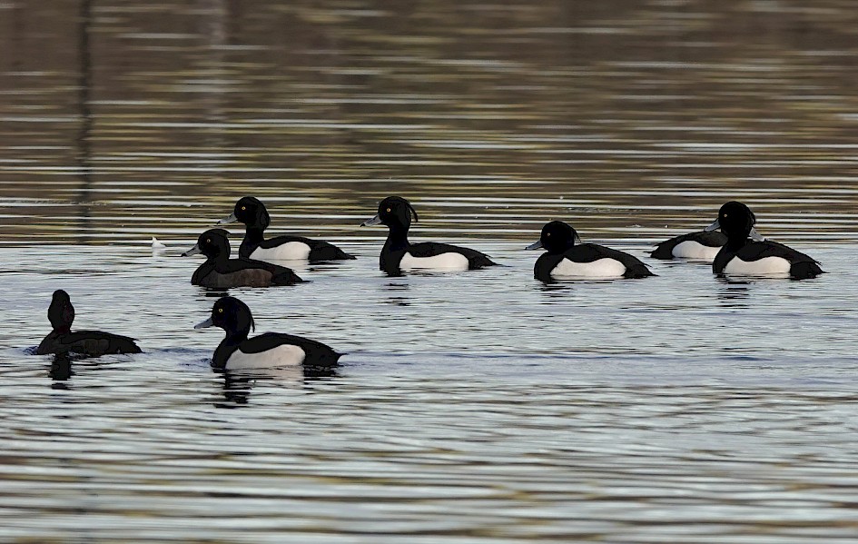 8 of the 10 Tufted Ducks, 1/500 sec. f/5.6, ISO 250, 183.43 mm