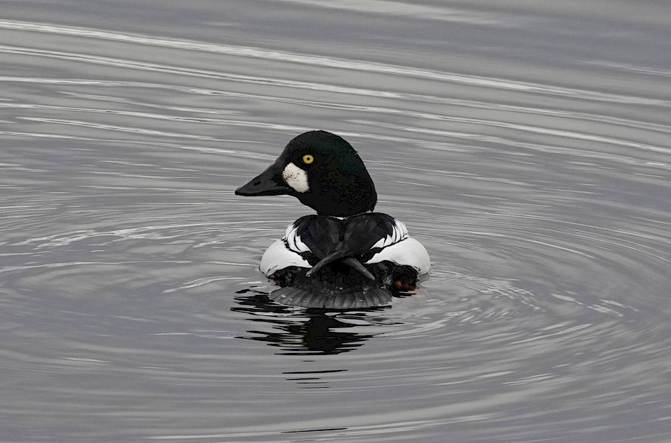 Goldeneye (pm), 1/500 sec. f/5.6, ISO 320, 220 mm