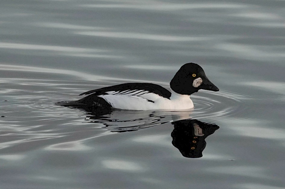 Goldeneye (am), 1/500 sec. f/5.6, ISO 800, 220 mm