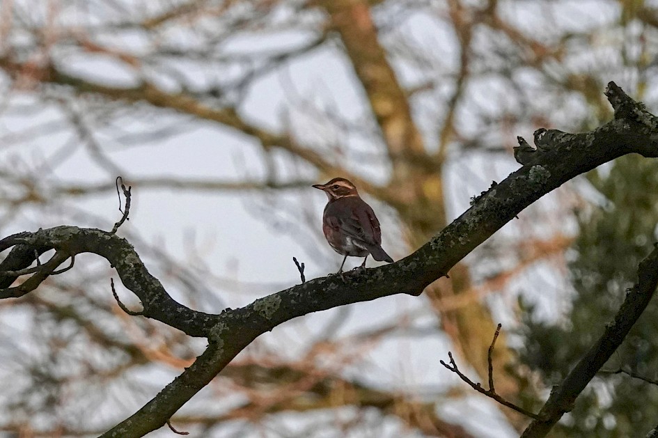 Redwing, 1/1000 sec. f/5.6, ISO 800, 220 mm