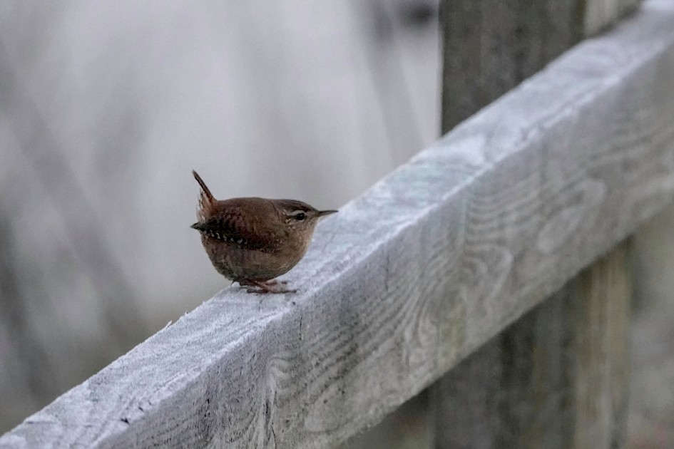 Wren, 1/500 sec. f/5.6, ISO 2500, 220 mm