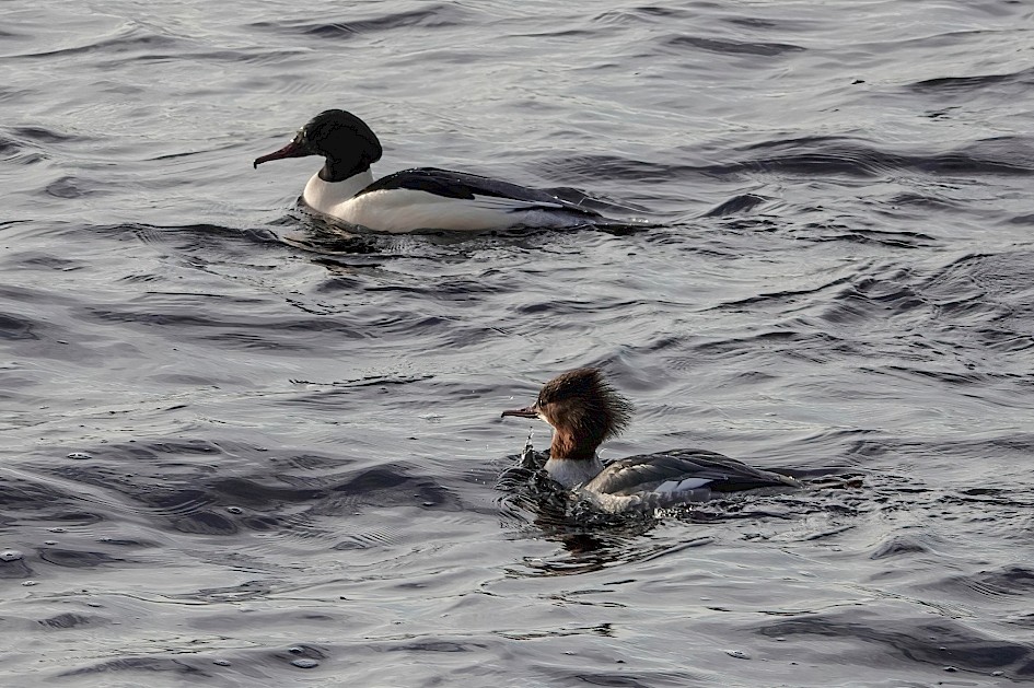 Goosander, 1/500 sec. f/5.6, ISO 160, 220 mm