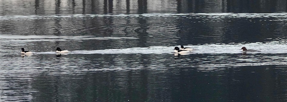 Goosanders, 1/500 sec. f/5.6, ISO 1600, 220 mm